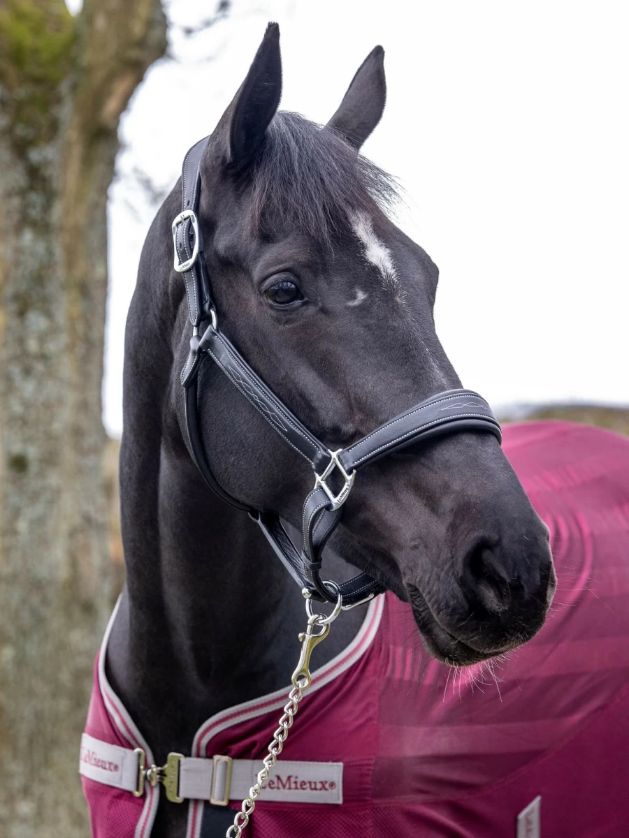 LeMieux Premium Stitched Leather Headcollar for Horses - Black Equestrian Headcollar