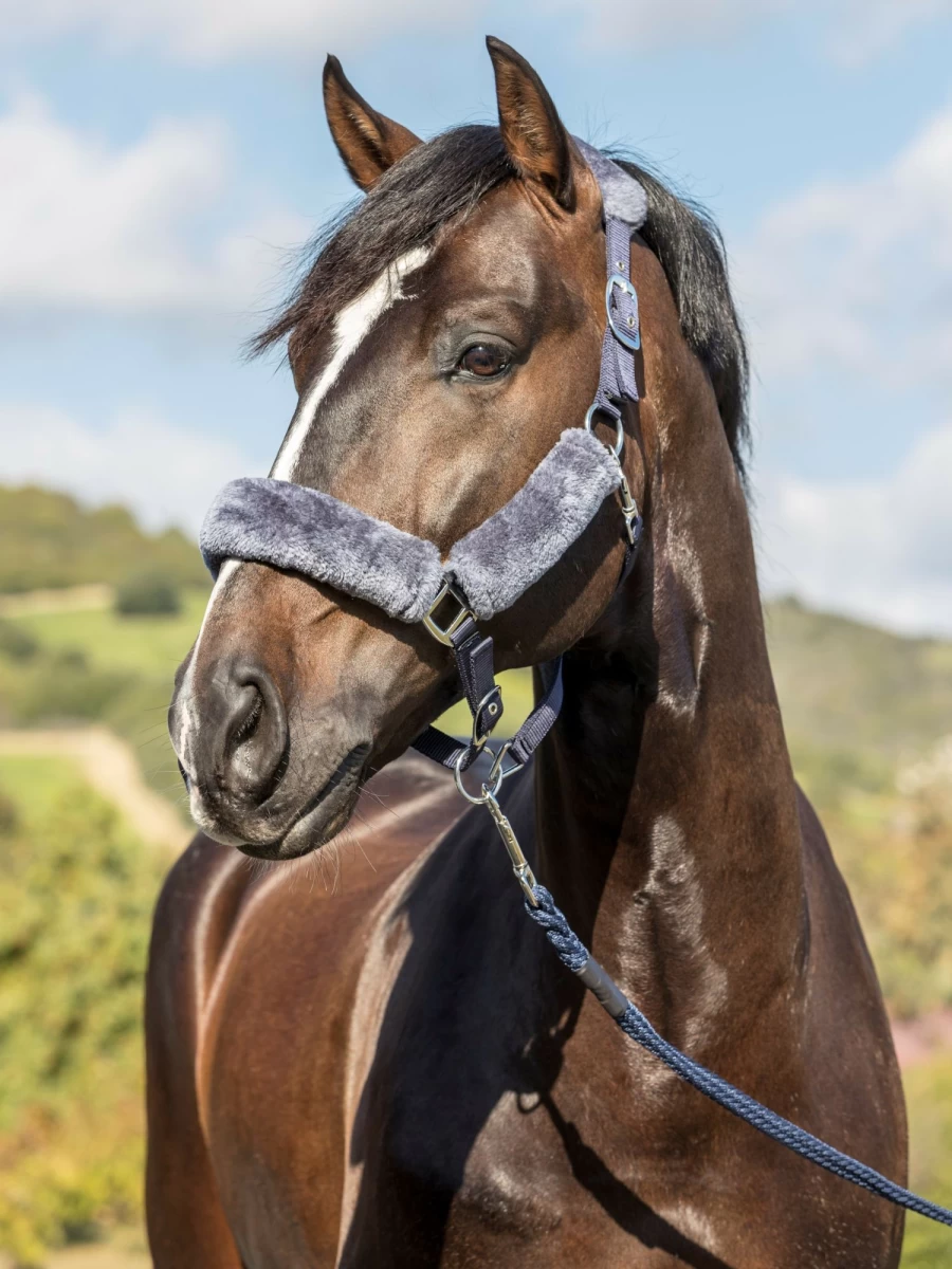 LeMieux Comfort Headcollar for Horses - Soft Navy Blue Equestrian Headcollar