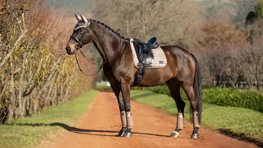 LeMieux Rhone Dressage Square Prosecco Large Equestrian Riding Show Jacket