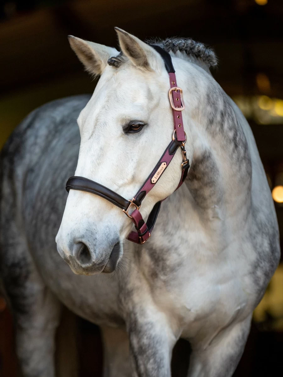 LeMieux Capella Headcollar in Orchid – Premium Horse Headcollar for Comfort and Style