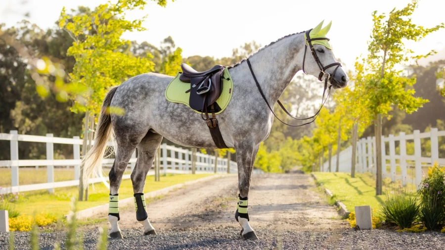 LeMieux Suede Square GP Saddle Pad in Kiwi Green for Equestrian Riding