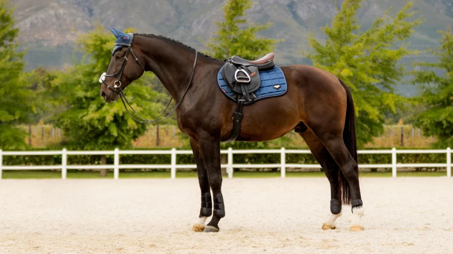 LeMieux Loire Classic Close Contact Square Atlantic Equestrian Saddle
