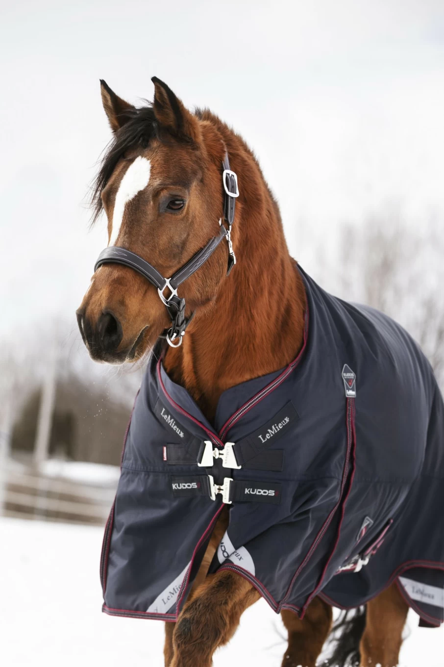 LeMieux Kudos 200G Turnout Rug - Navy Blue Horse Stable Blanket