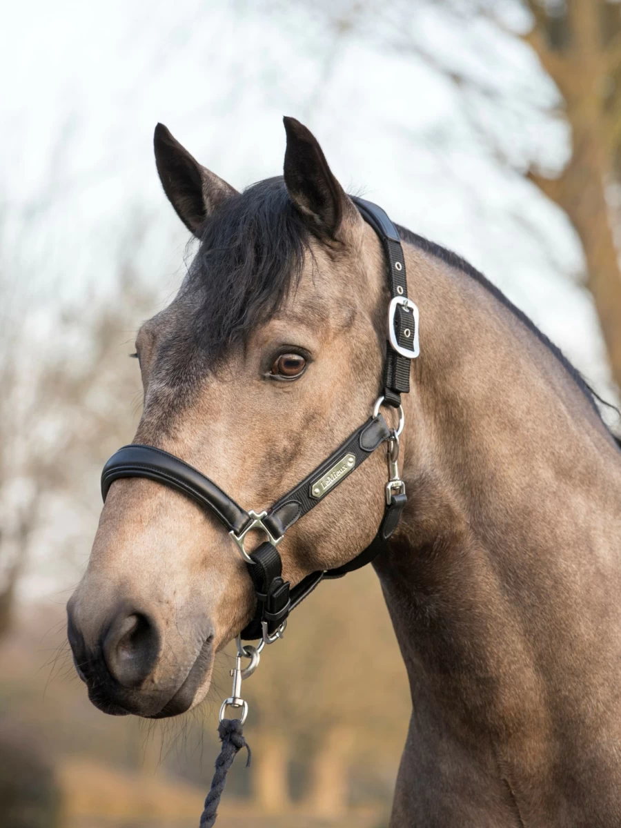 LeMieux Capella Headcollar for Horses - Adjustable Black Nylon Halter with Soft Padding