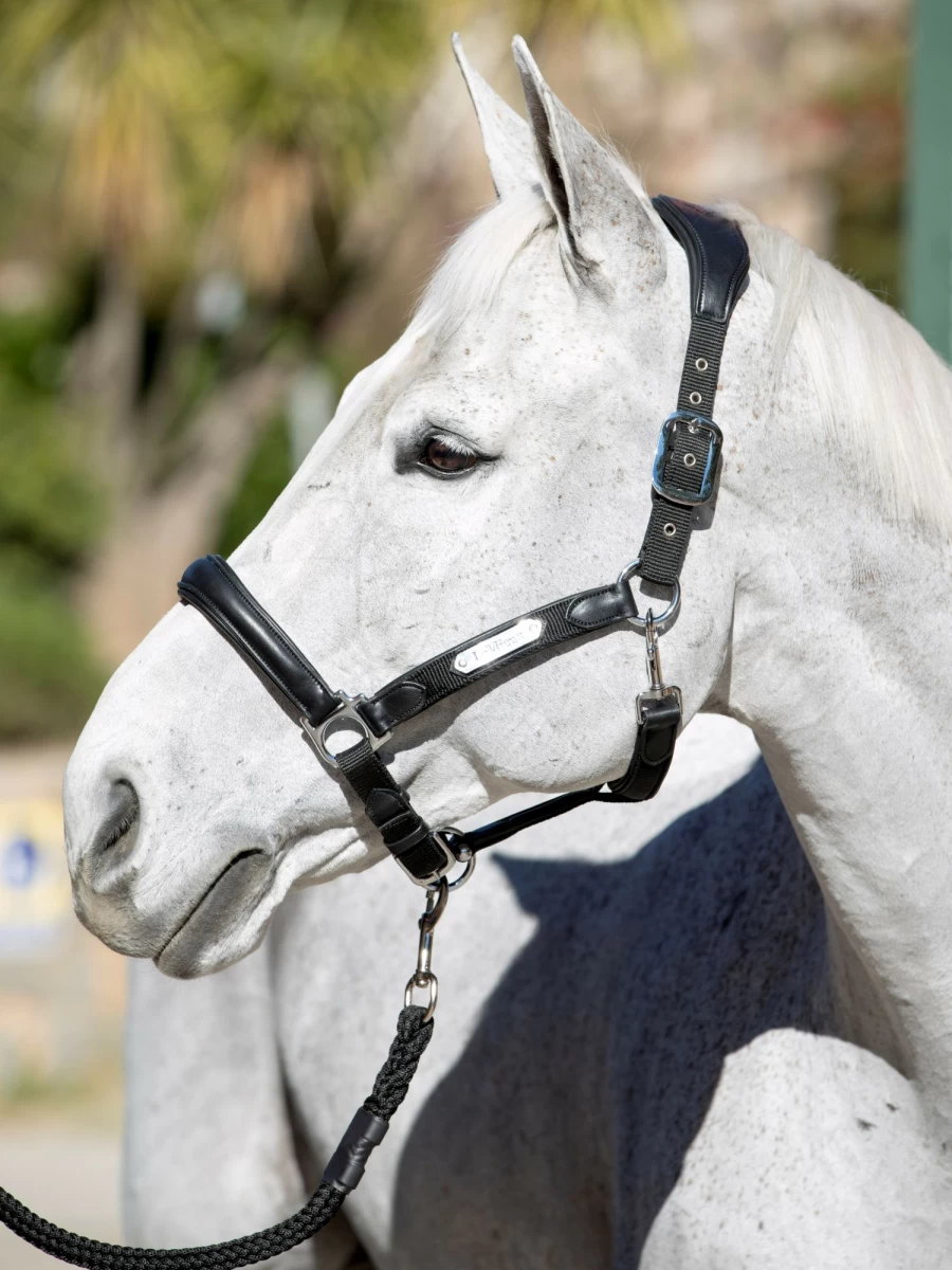 LeMieux Capella Headcollar for Horses - Adjustable Black Nylon Halter with Soft Padding