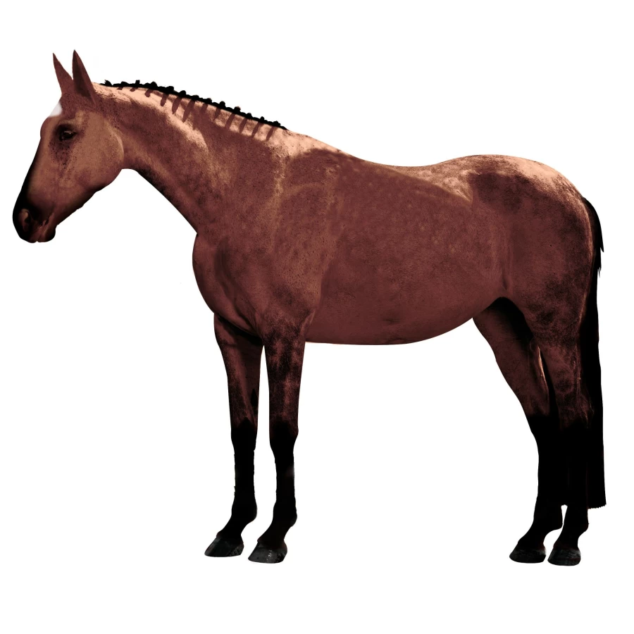 LeMieux Classic Blue Polo Bandages for Horses