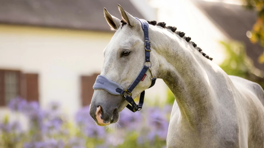 LeMieux Vogue Indigo Headcollar and Lead Rope Set for Horses