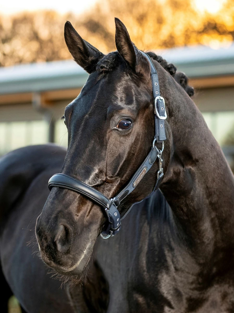 LeMieux Capella Headcollar for Horses in Jay Blue – Adjustable & Comfortable Equestrian Headcollar