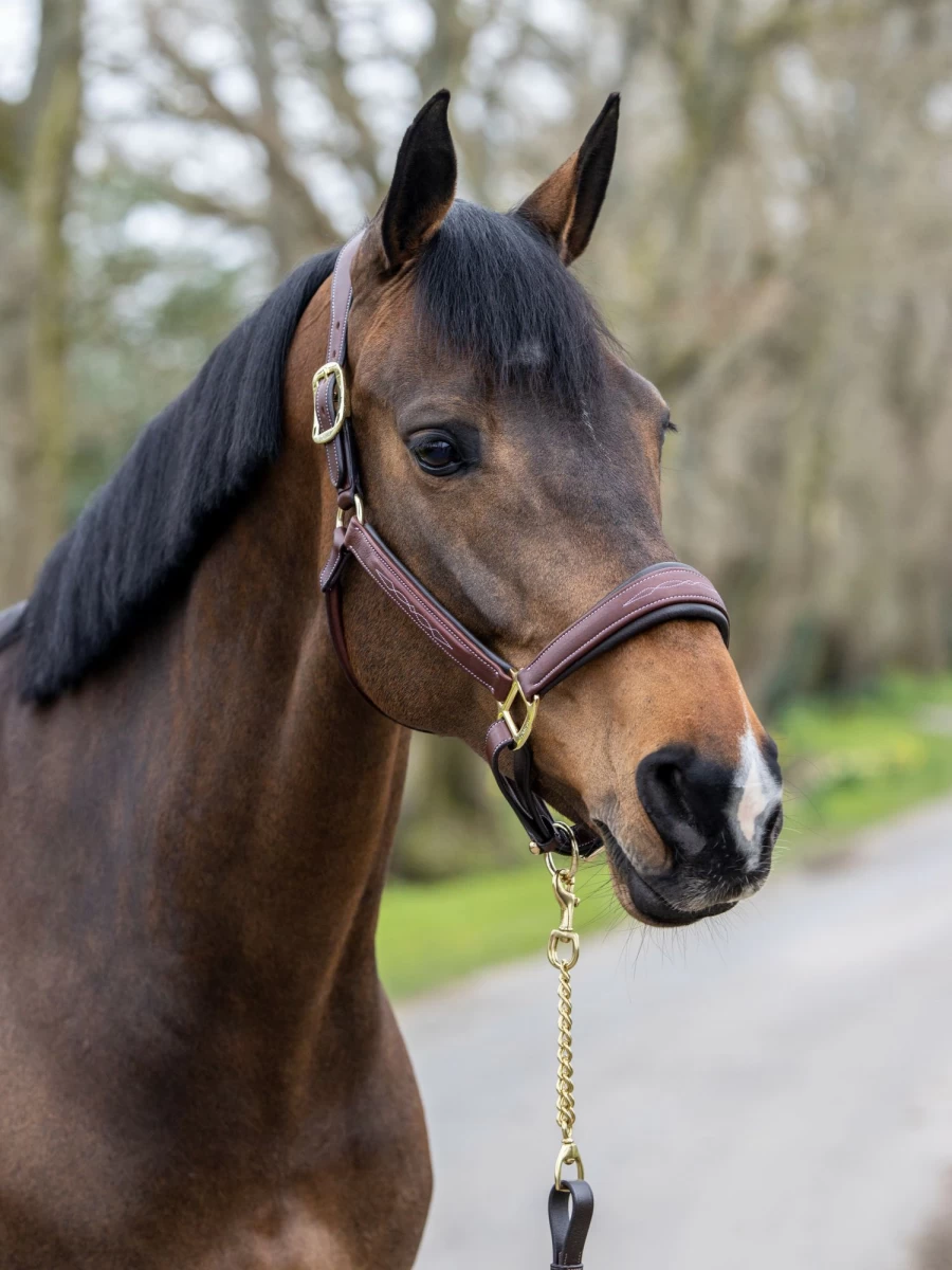 LeMieux Premium Brown Stitched Leather Headcollar for Horses – Durable & Comfortable