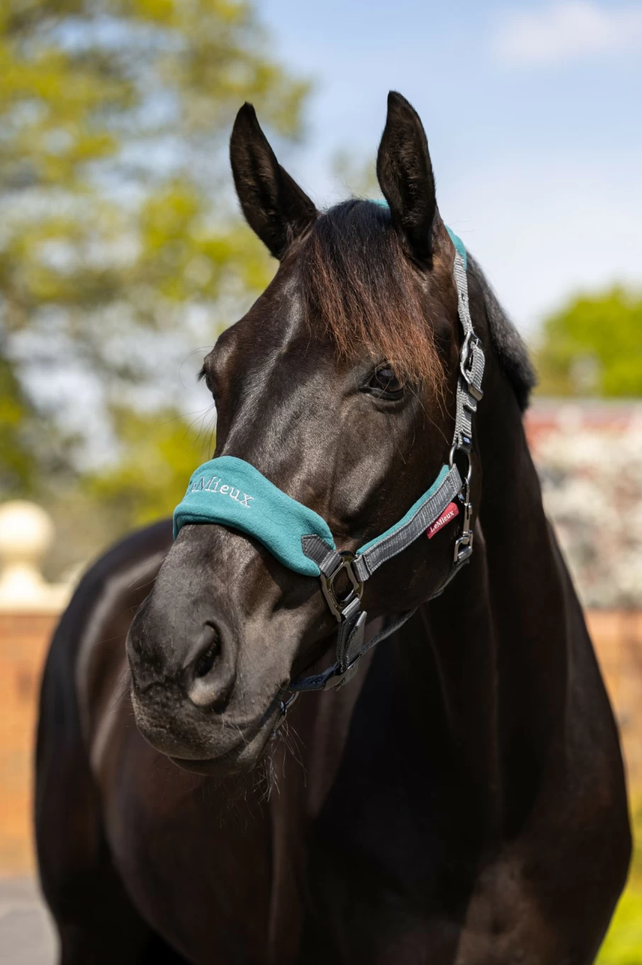 LeMieux Vogue Peacock Headcollar and Lead Rope Set for Horses