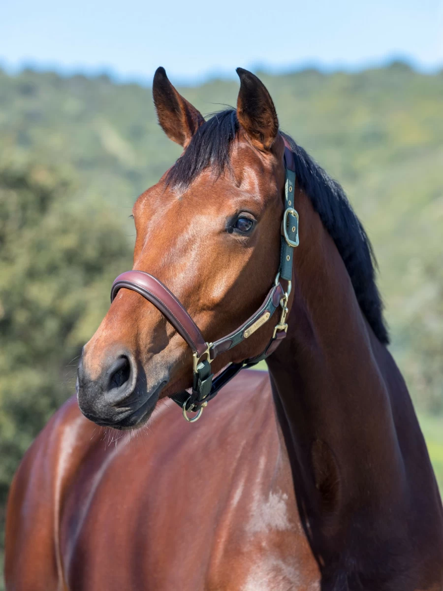 LeMieux Capella Headcollar in Moss Green – Premium Horse Headcollar for Comfort and Style