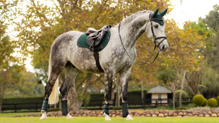 LeMieux Suede Square GP Saddle Pad – Premium Spruce Equestrian Gear for Horses