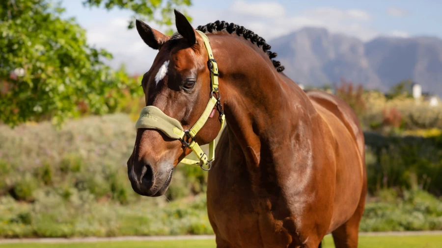 LeMieux Vogue Kiwi Headcollar & Lead Rope for Horses – Premium Equestrian Gear