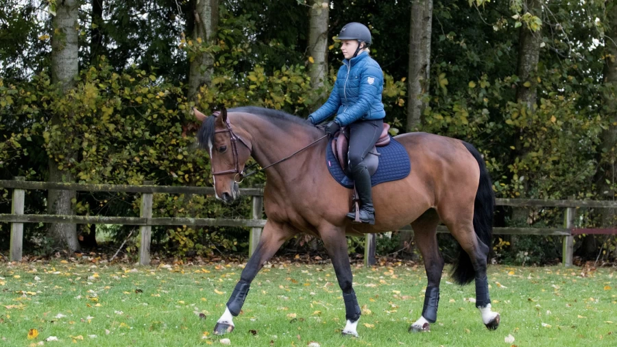 LeMieux Navy Blue Cotton GP Square Equestrian Saddle Pad