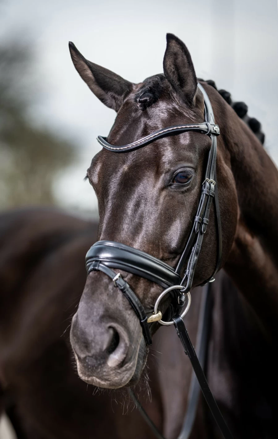 LeMieux Kudos Classic Dressage Bridle - Premium Black Equestrian Bridle for Dressage Riding