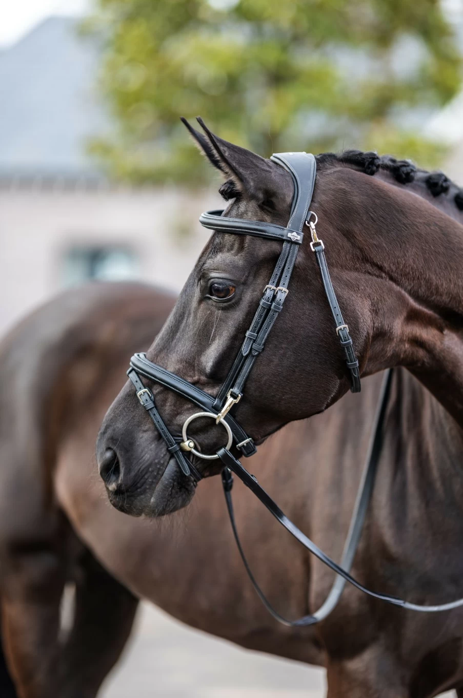 LeMieux Kudos Work Bridle - Premium Black Equestrian Bridle for Dressage & Training