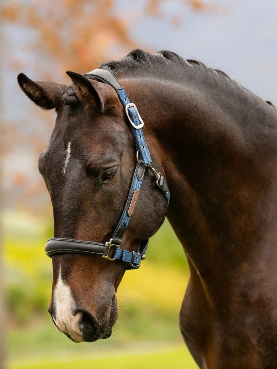 LeMieux Capella Headcollar - Comfortable & Adjustable Horse Headcollar for Equestrian Use