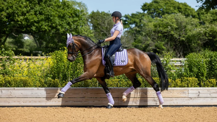 LeMieux Loire Classic Dressage Square Equestrian Wisteria Breeches for Women