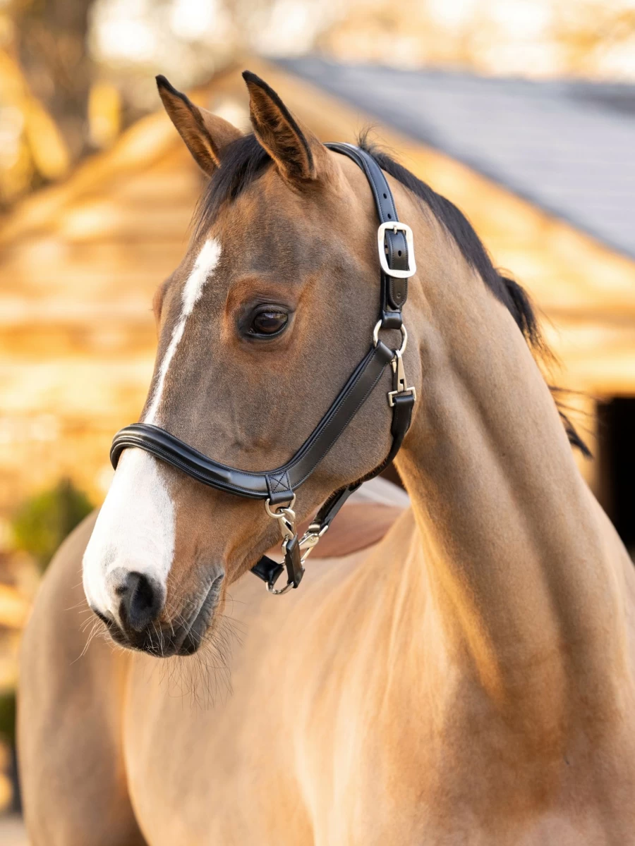 LeMieux Black Leather Grooming Headcollar for Horses – Premium Quality & Comfort