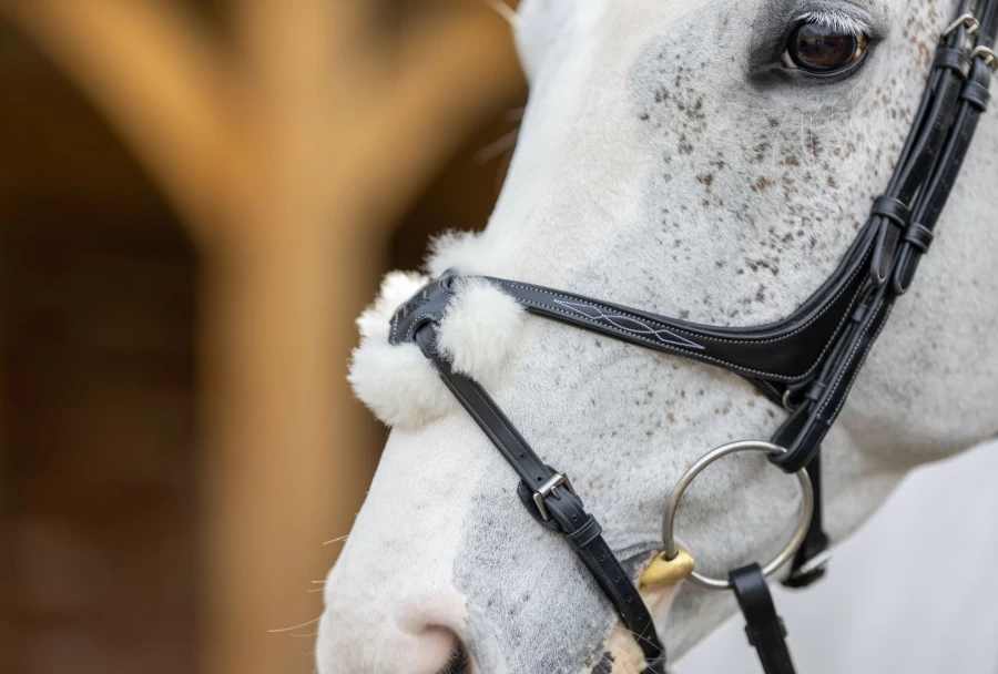 LeMieux Grackle Bridle by Kudos - Premium Black Horse Bridle for Equestrian Riding