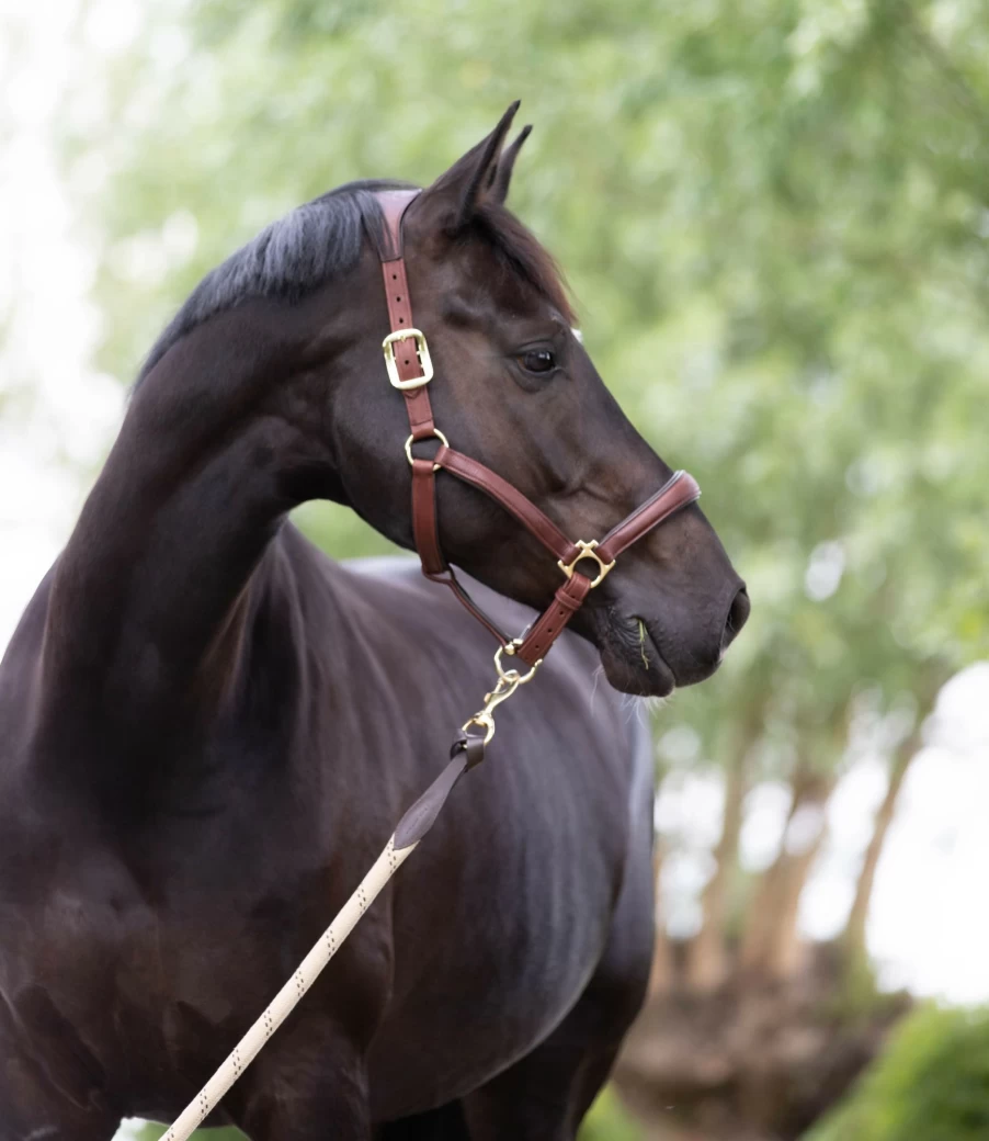 LeMieux Anatomic Headcollar for Horses - Comfortable Brown Leather Head Collar