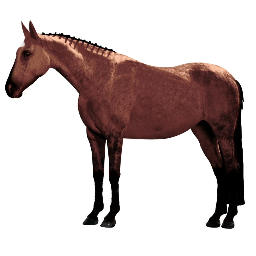 LeMieux Classic Mulberry Polo Bandages for Horses – Premium Equestrian Sports Wrap