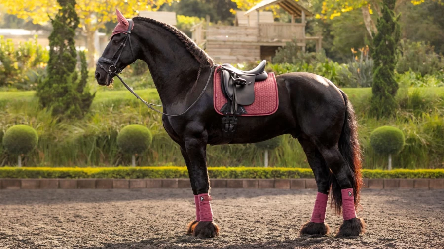 LeMieux Suede Dressage Saddle Pad with Square Orchid Design for Equestrian Riding
